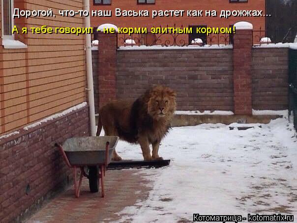 Дорогой, что-то наш Васька растет как на дрожжах... А я тебе говорил - не корми элитным кормом!... Котоматрица: Дорогой, что-то наш Васька растет как на дрожжах... А я тебе говорил - не корми элитным кормом!
