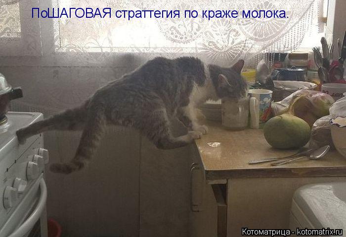 Котоматрица: ПоШАГОВАЯ страттегия по краже молока.