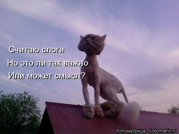 Котоматрица: Или может смысл? Считаю слоги Но это ли так важно
