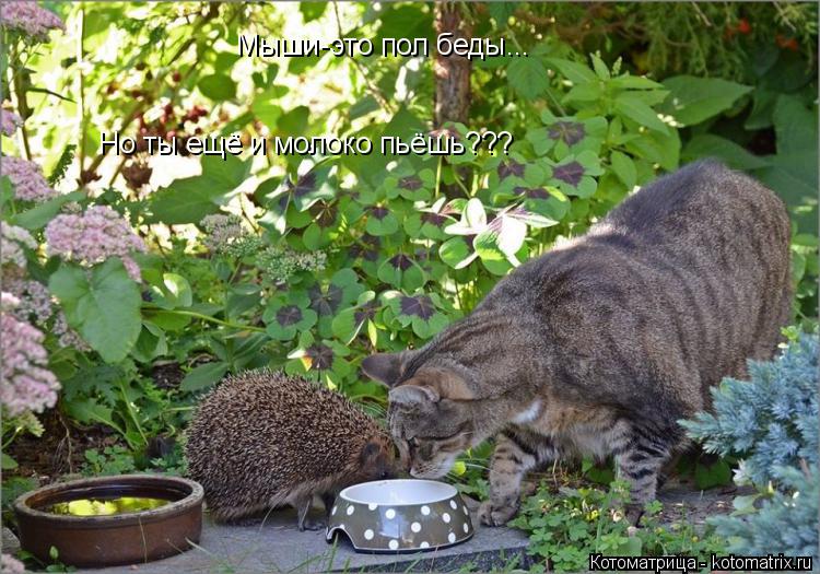 Мыши-это пол беды... Но ты ещё и молоко пьёшь???... Котоматрица: Мыши-это пол беды... Но ты ещё и молоко пьёшь???