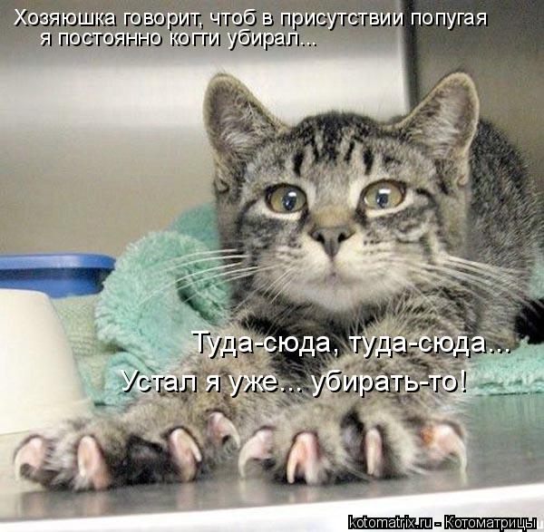 Хозяюшка говорит, чтоб в присутствии попугая я постоянно когти убирал... Туда-сюда, туда-сюда... Уст... Котоматрица: Хозяюшка говорит, чтоб в присутствии попугая я постоянно когти убирал... Туда-сюда, туда-сюда... Устал я уже... убирать-то!