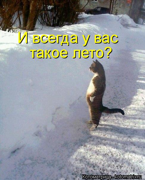 Котоматрица: И всегда у вас  такое лето?