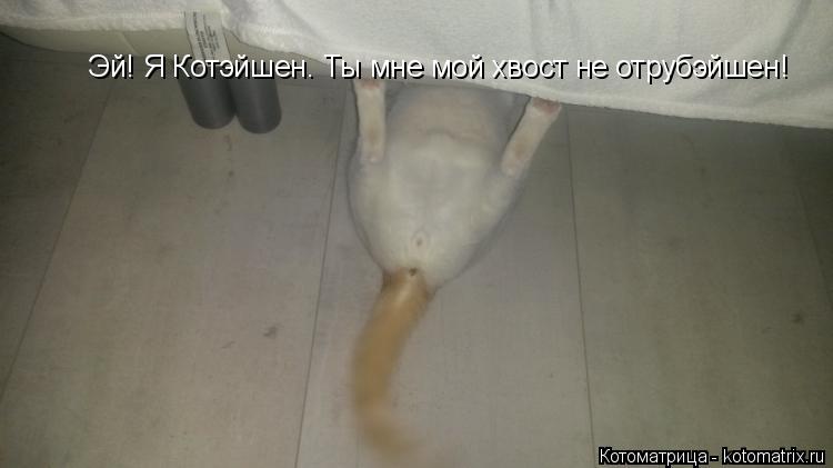Эй! Я Котэйшен. Ты мне мой хвост не отрубэйшен!... Котоматрица: Эй! Я Котэйшен. Ты мне мой хвост не отрубэйшен!