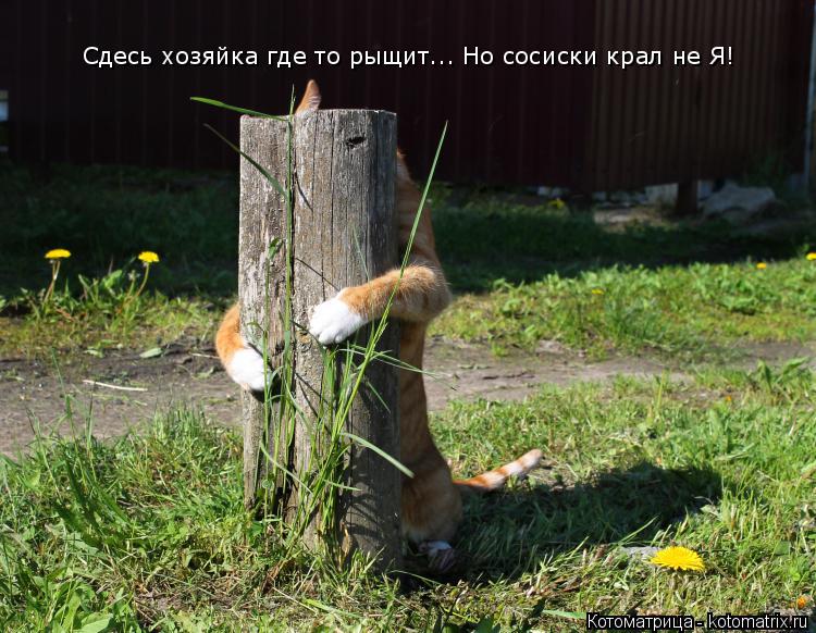 Сдесь хозяйка где то рыщит... Но сосиски крал не Я!... Котоматрица: Сдесь хозяйка где то рыщит... Но сосиски крал не Я!