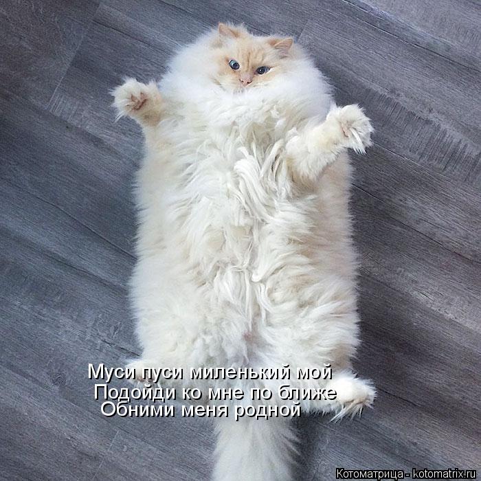 Муси пуси миленький мой Подойди ко мне по ближе Обними меня родной... Котоматрица: Муси пуси миленький мой Подойди ко мне по ближе Обними меня родной
