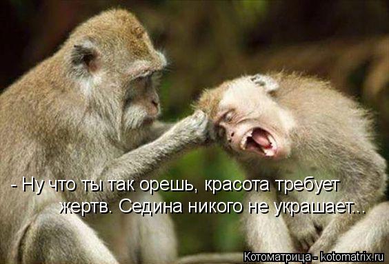 - Ну что ты так орешь, красота требует жертв. Седина никого не украшает...... Котоматрица: - Ну что ты так орешь, красота требует жертв. Седина никого не украшает...