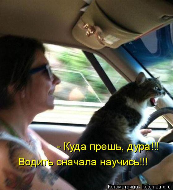 - Куда прешь, дура!!! Водить сначала научись!!!... Котоматрица: - Куда прешь, дура!!! Водить сначала научись!!!