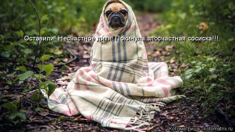 Оставили! Несчастное дитя! Покинула злосчастная сосиска!!!... Котоматрица: Оставили! Несчастное дитя! Покинула злосчастная сосиска!!!