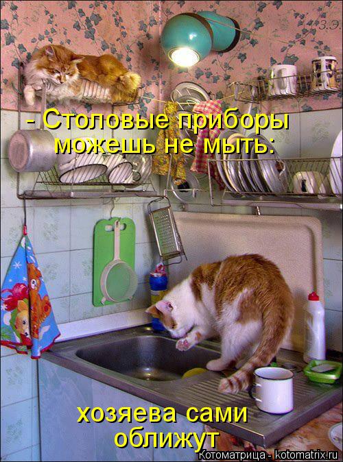- Столовые приборы можешь не мыть: хозяева сами оближут... Котоматрица: - Столовые приборы можешь не мыть: хозяева сами оближут
