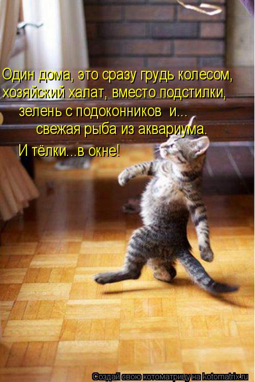 Котоматрица: Один дома, это сразу грудь колесом,  хозяйский халат, вместо подстилки,  зелень с подоконников  и... свежая рыба из аквариума. И тёлки...в окне!