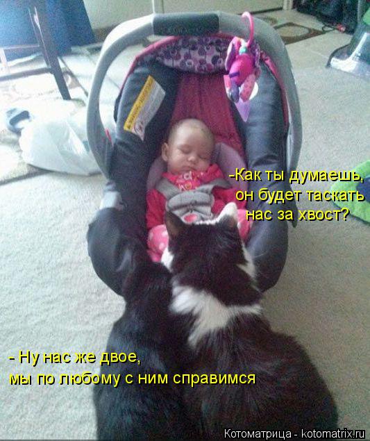 Котоматрица: -Как ты думаешь,  он будет таскать  нас за хвост? - Ну нас же двое, мы по любому с ним справимся