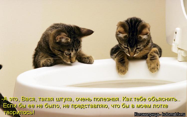 Котоматрица: -А это, Вася, такая штука, очень полезная. Как тебе объяснить.. Если бы ее не было, не представляю, что бы в моем лотке творилось!