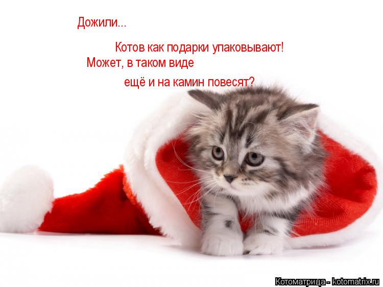 Дожили... Котов как подарки упаковывают! Может, в таком виде ещё и на камин повесят?... Котоматрица: Дожили... Котов как подарки упаковывают! Может, в таком виде ещё и на камин повесят?