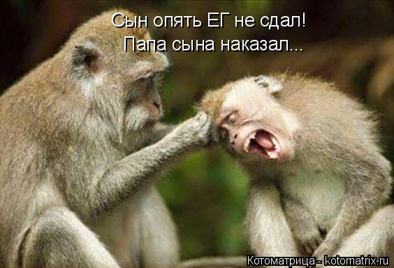 Сын опять ЕГ не сдал! Папа сына наказал...... Котоматрица: Сын опять ЕГ не сдал! Папа сына наказал...