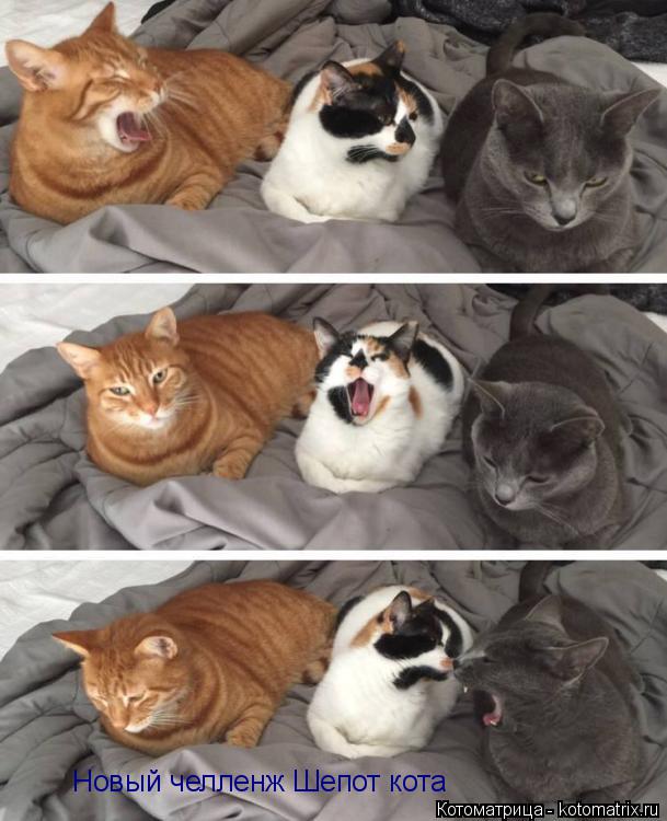 Котоматрица: Новый челленж Шепот кота