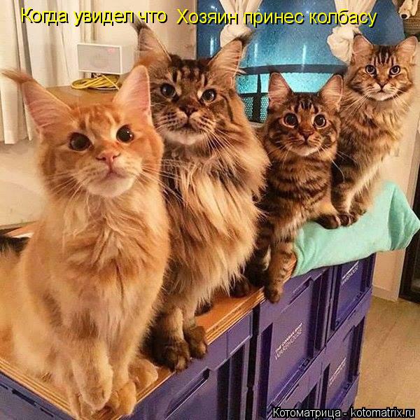 Котоматрица: Когда увидел что  Хозяин принес колбасу  Когда увидел что