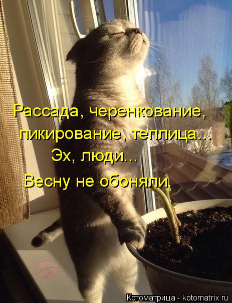 Котоматрица: Рассада, черенкование,  пикирование, теплица... Эх, люди... Весну не обоняли.