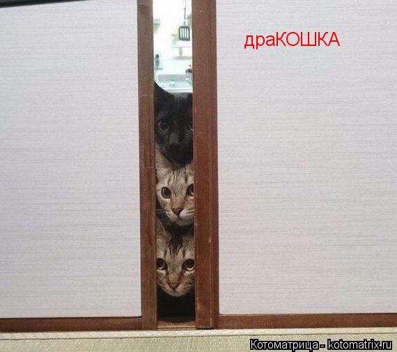 Котоматрица: драКОШКА