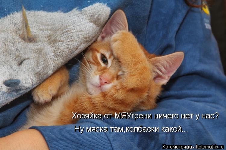 Котоматрица: Хозяйка,от МЯУгрени ничего нет у нас? Ну мяска там,колбаски какой...