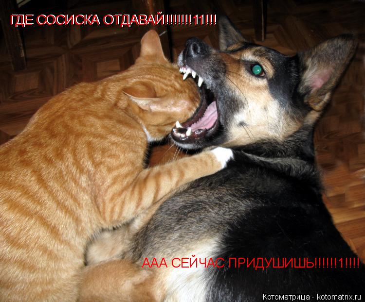 Котоматрица: ГДЕ СОСИСКА ОТДАВАЙ!!!!!!!11!!! ГДЕ СОСИСКА ОТДАВАЙ!!!!!!!11!!! ААА СЕЙЧАС ПРИДУШИШЬ!!!!!!1!!!!