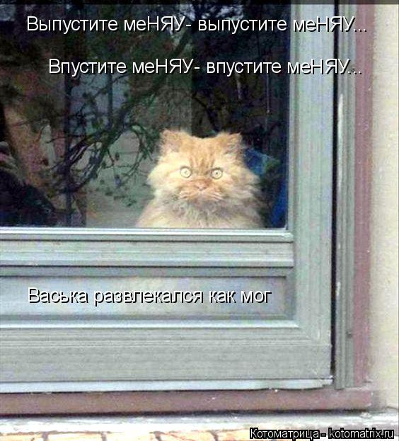Выпустите меНЯУ- выпустите меНЯУ... Впустите меНЯУ- впустите меНЯУ... Васька развлекался как мог... Котоматрица: Выпустите меНЯУ- выпустите меНЯУ... Впустите меНЯУ- впустите меНЯУ... Васька развлекался как мог