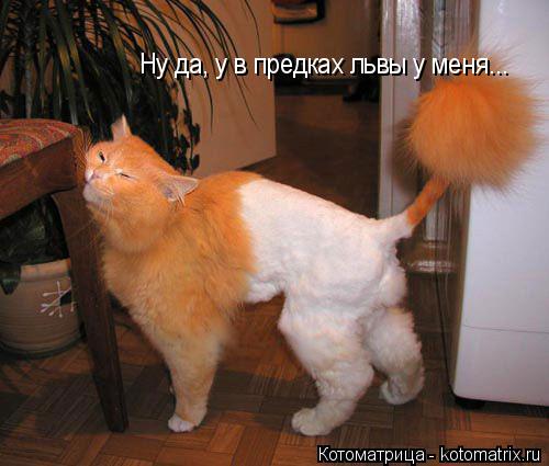 Ну да, у в предках львы у меня...... Котоматрица: Ну да, у в предках львы у меня...