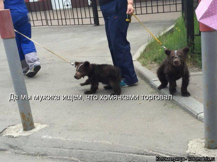 Котоматрица: Да мы мужика ищем, что хомячками торговал.