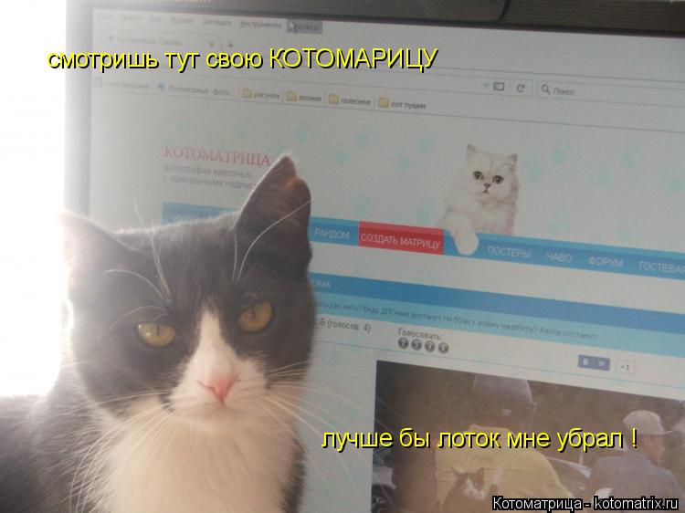 Котоматрица: смотришь тут свою КОТОМАРИЦУ лучше бы лоток мне убрал !