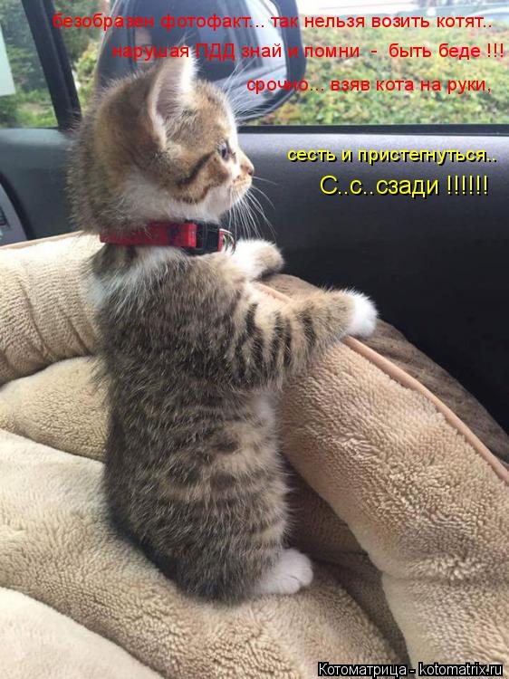 Котоматрица: безобразен фотофакт... так нельзя возить котят.. нарушая ПДД знай и помни  -  быть беде !!! срочно... взяв кота на руки,  сесть и пристегнуться.. С..
