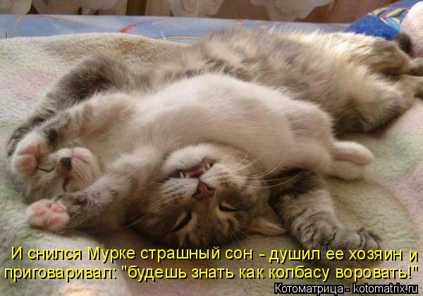 Котоматрица: И снился Мурке страшный сон - душил ее хозяин приговаривал: "будешь знать как колбасу воровать!" и