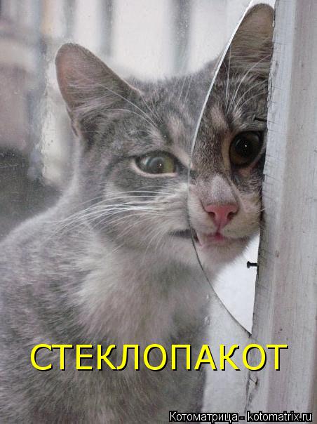 Котоматрица: СТЕКЛОПАКОТ