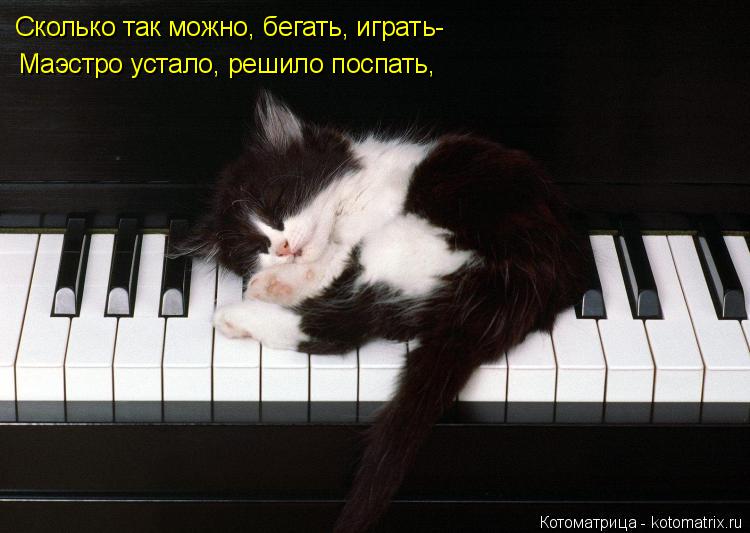 Котоматрица: Сколько так можно, бегать, играть- Маэстро устало, решило поспать,