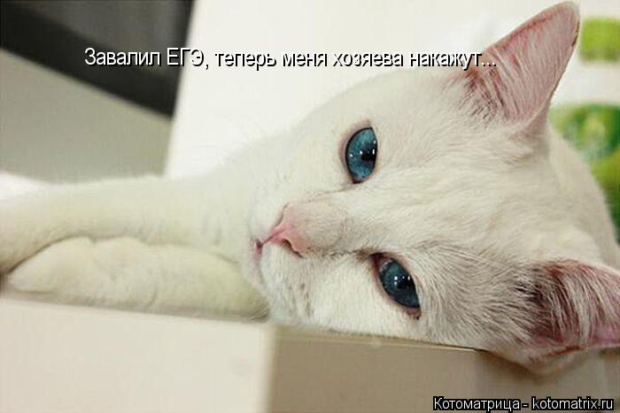 Котоматрица: Завалил ЕГЭ, теперь меня хозяева накажут...