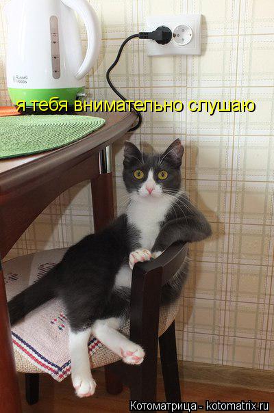 Котоматрица: я тебя внимательно слушаю