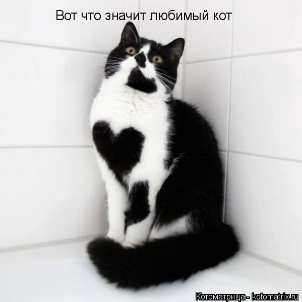 Котоматрица: Вот что значит любимый кот