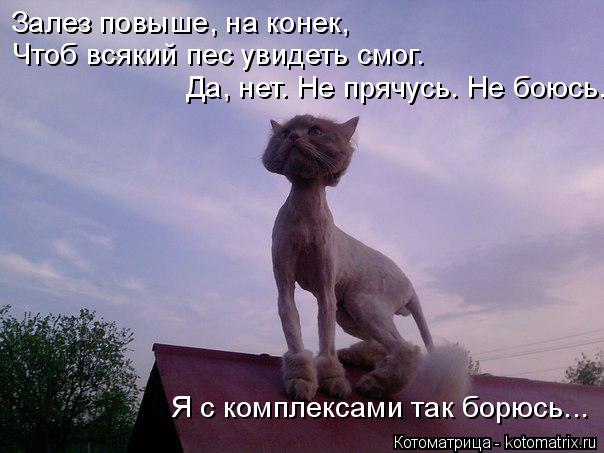 Котоматрица: Я с комплексами так борюсь... Залез повыше, на конек, Чтоб всякий пес увидеть смог. Да, нет. Не прячусь. Не боюсь.