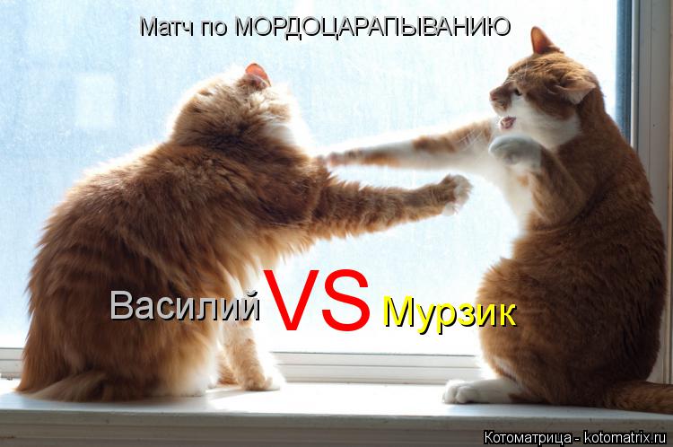 Котоматрица: Матч по МОРДОЦАРАПЫВАНИЮ Василий VS Мурзик