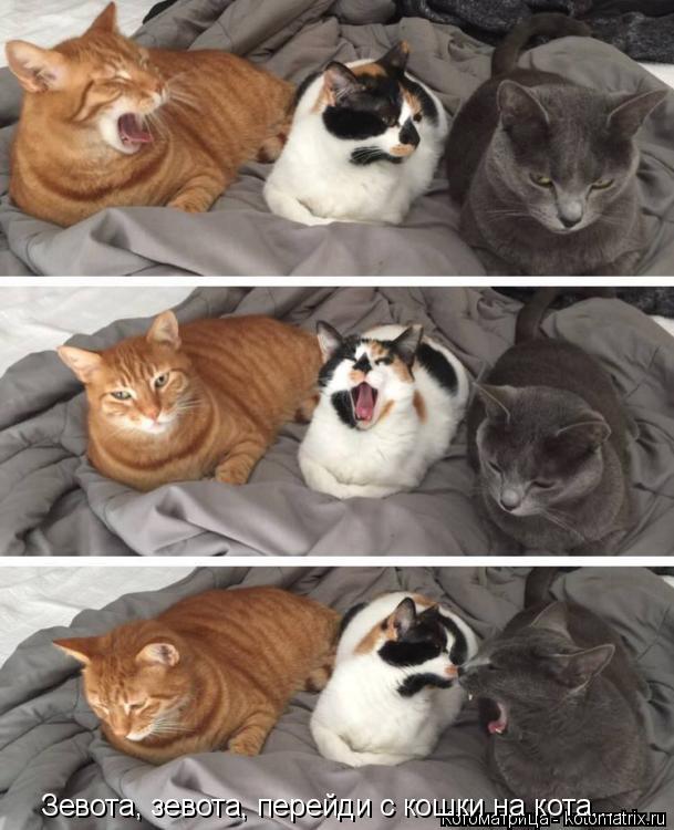 Котоматрица: Зевота, зевота, перейди с кошки на кота....