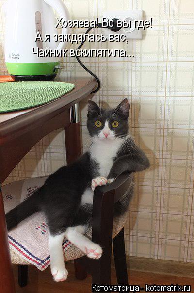 Котоматрица: Хозяева! Во вы где! А я заждалась вас, Чайник вскипятила...
