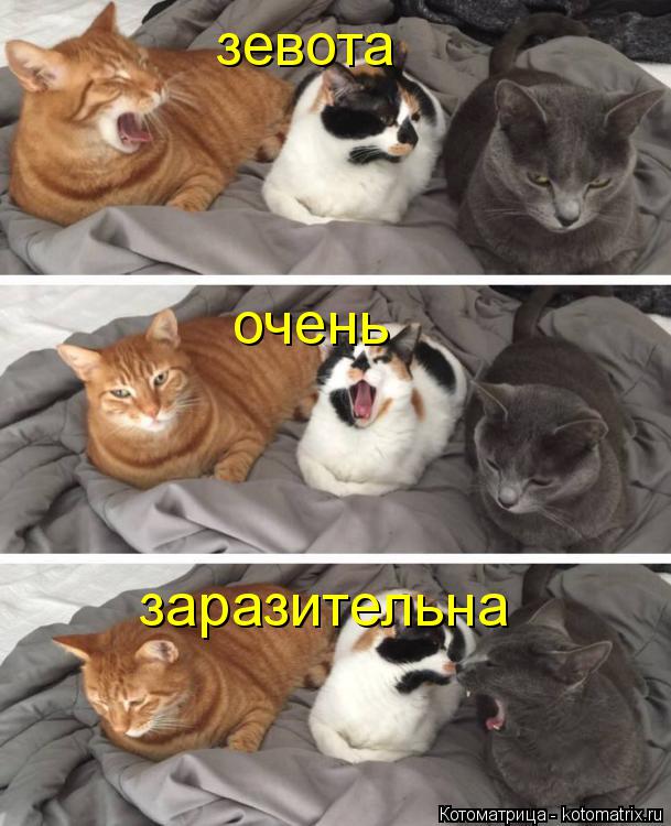 Котоматрица: зевота очень заразительна