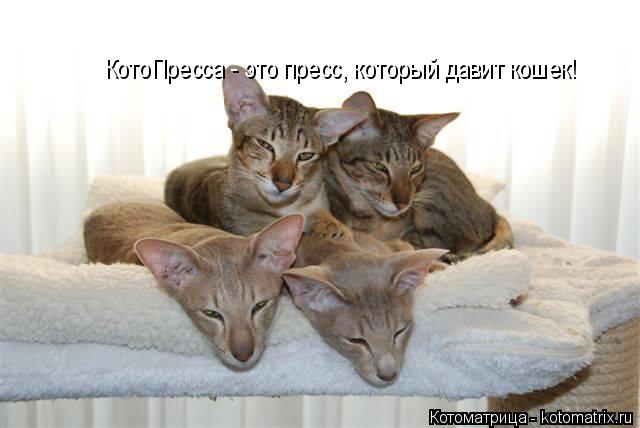 Котоматрица: КотоПресса - это пресс, который давит кошек!
