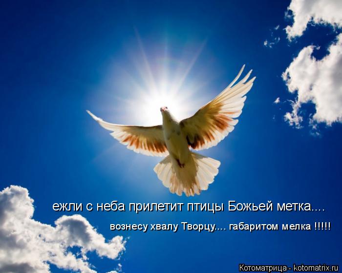 Котоматрица: ежли с неба прилетит птицы Божьей метка.... вознесу хвалу Творцу.... габаритом мелка !!!!!