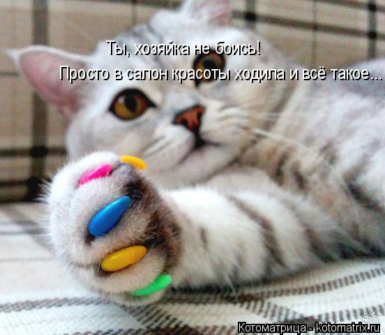 Котоматрица: Ты, хозяйка не боись! Просто в салон красоты ходила и всё такое...