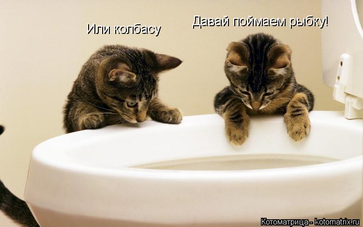 Котоматрица: Давай поймаем рыбку! Или колбасу