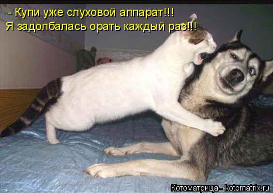 Котоматрица: - Купи уже слуховой аппарат!!! Я задолбалась орать каждый раз!!!