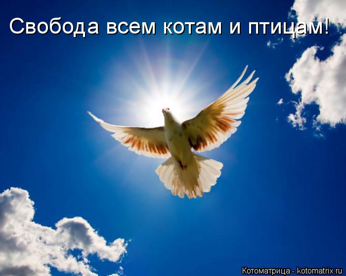 Свобода всем котам и птицам!... Котоматрица: Свобода всем котам и птицам!