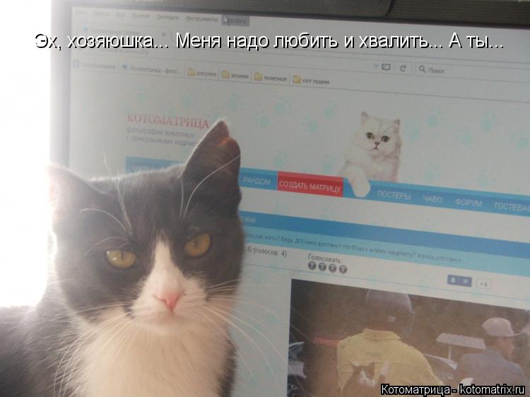 Эх, хозяюшка... Меня надо любить и хвалить... А ты...... Котоматрица: Эх, хозяюшка... Меня надо любить и хвалить... А ты...