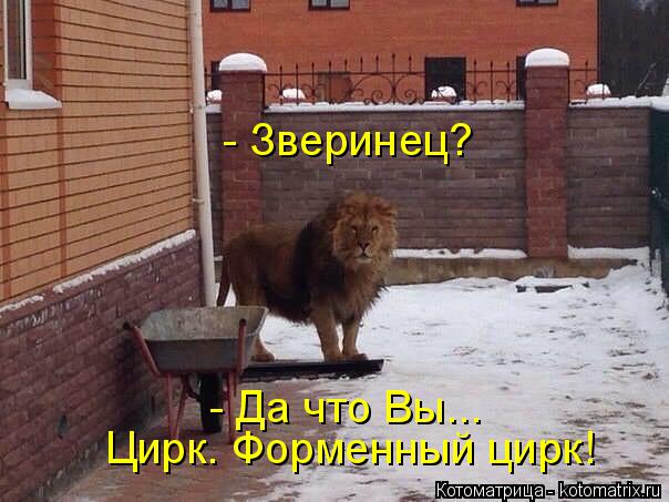 - Зверинец? - Да чтоВы Цирк. Форменный цирк! - Да что Вы...... Котоматрица: - Зверинец? - Да чтоВы Цирк. Форменный цирк! - Да что Вы...