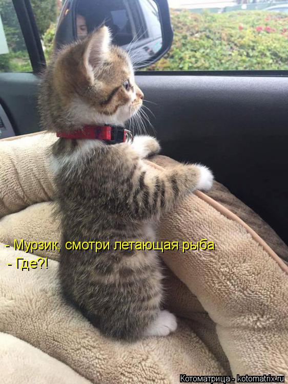 - Мурзик, смотри летающая рыба - Где?!... Котоматрица: - Мурзик, смотри летающая рыба - Где?!