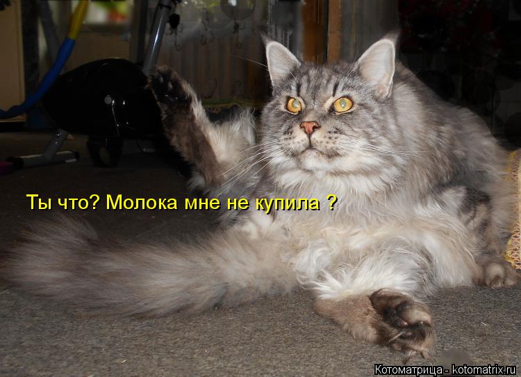 Ты что? Молока мне не купила ?... Котоматрица: Ты что? Молока мне не купила ?
